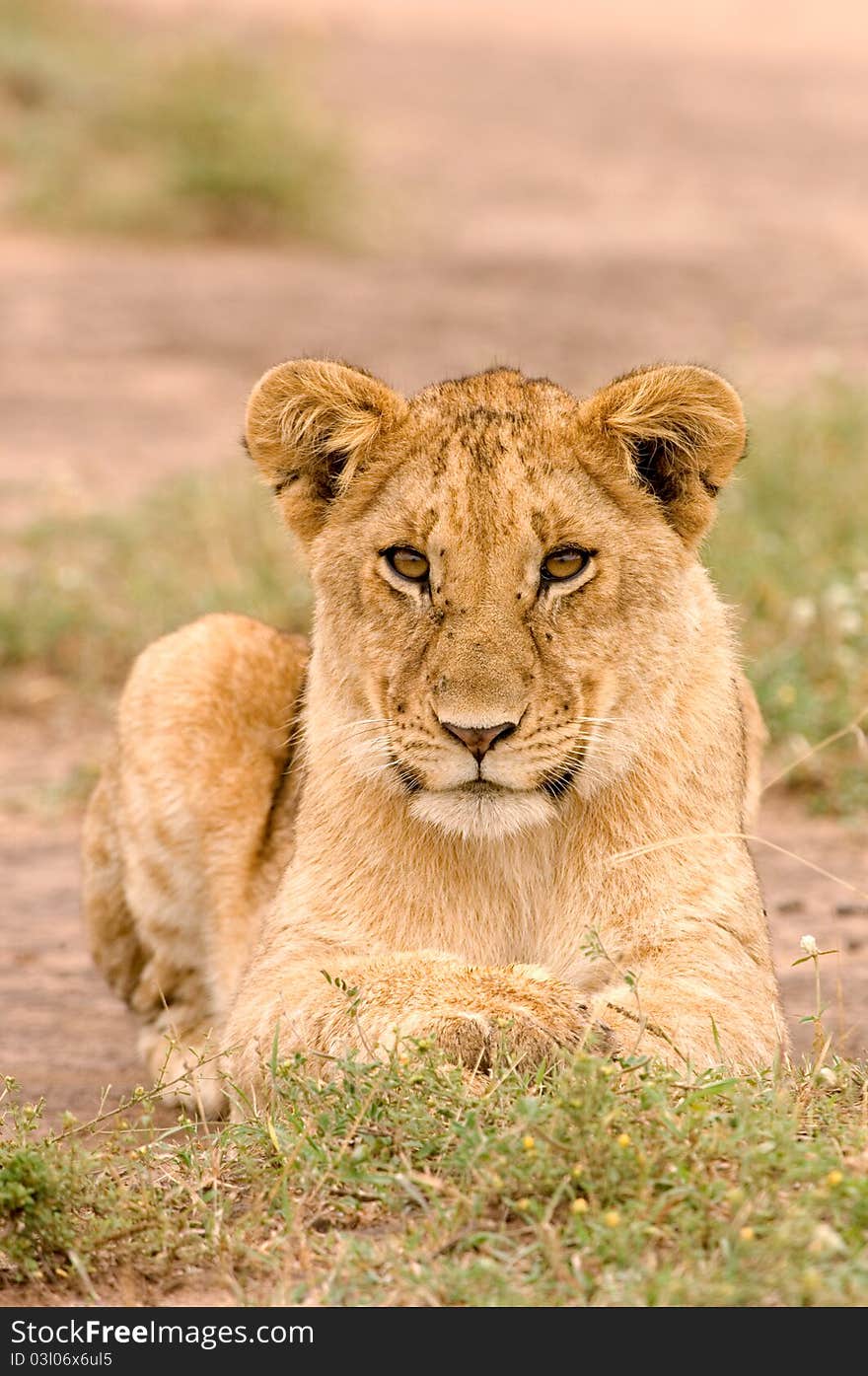 Lioness in Kenya's Masai Mara looking directly into the camera