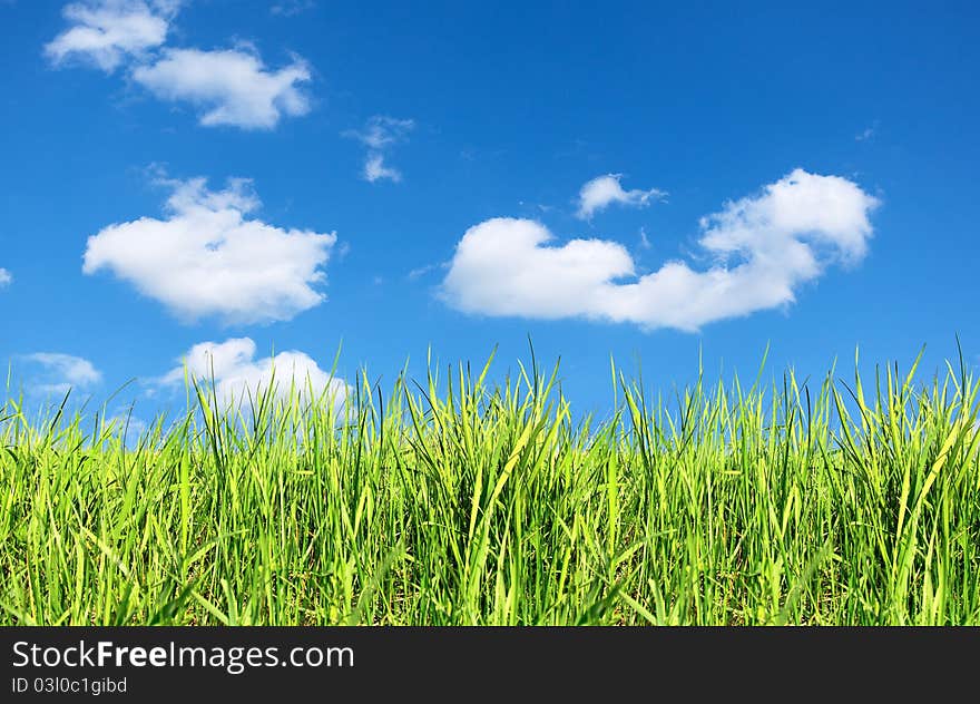 Summer field of green grass and blue sky