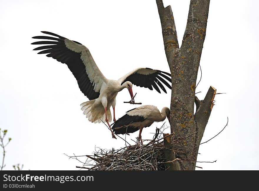 Two Storks on a nest