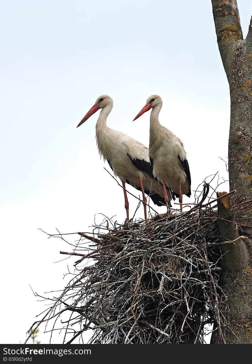 Two Storks on a nest