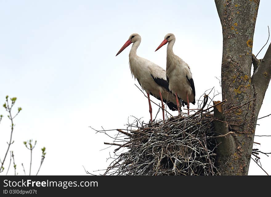 Two Storks on a nest