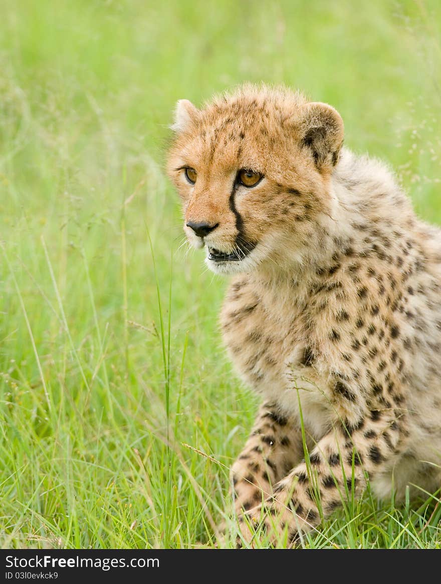 A young cheetah cub in Kenya's Masai Mara