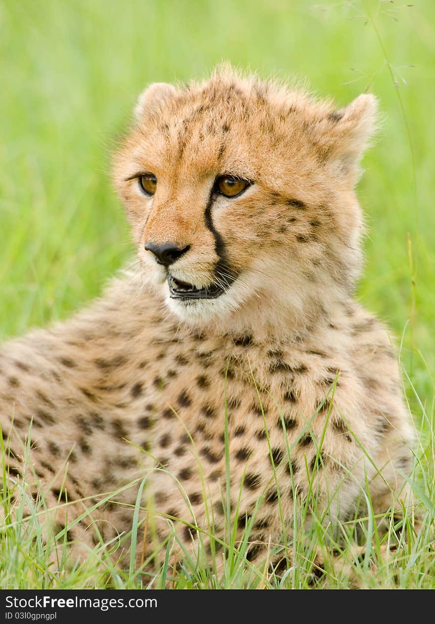 A young cheetah cub in Kenya's Masai Mara