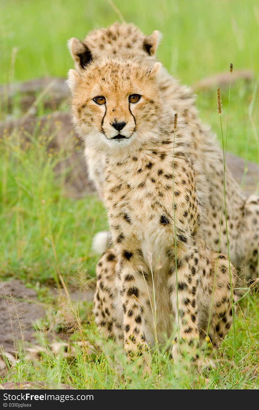 Two cheetah cubs in Kenya's Masai Mara one staring directly into the camera