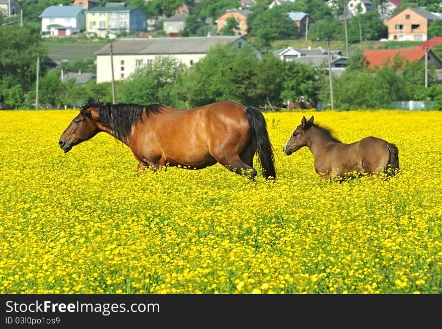 Horse, Playful kid of Horse, Foal on a lawn