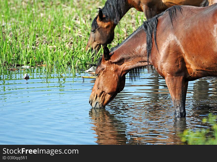 Horse, Playful kid of Horse, Foal on a lawn