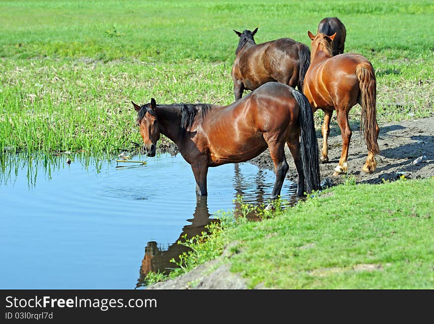 Horse, Playful kid of Horse, Foal on a lawn