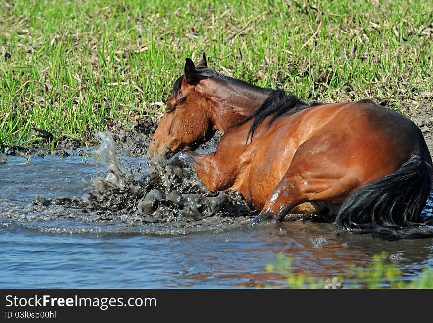 Horse, Playful kid of Horse, Foal on a lawn