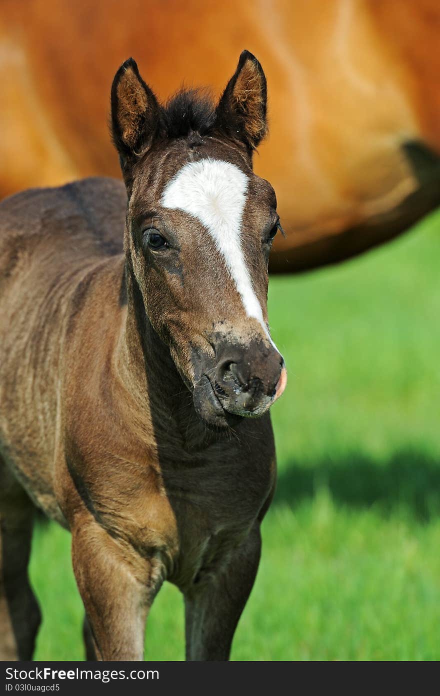 Horse, Playful kid of Horse, Foal on a lawn