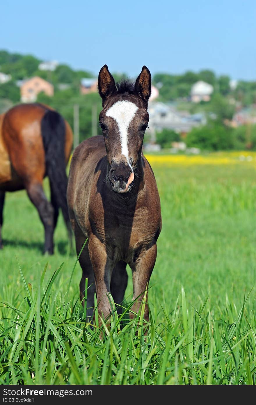 Baby of Horse on a green grass