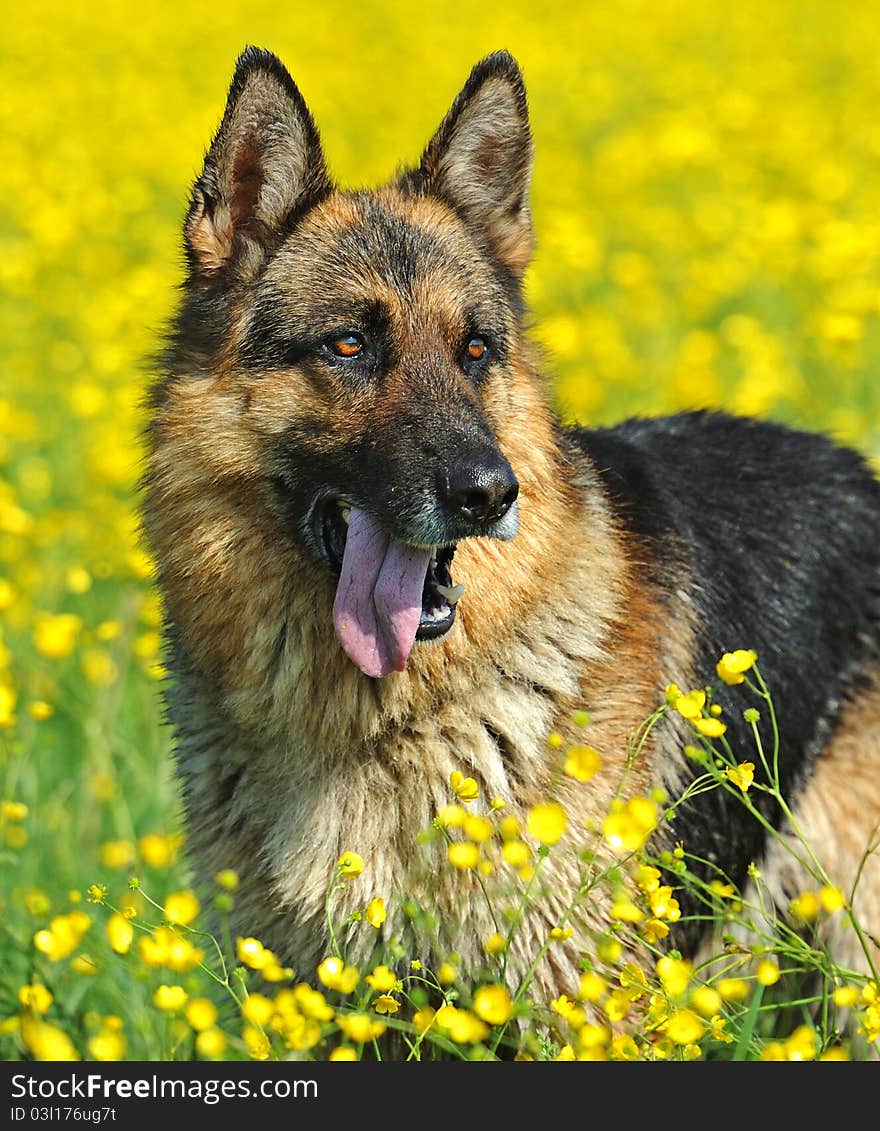 German Shepherd on a background spring colors