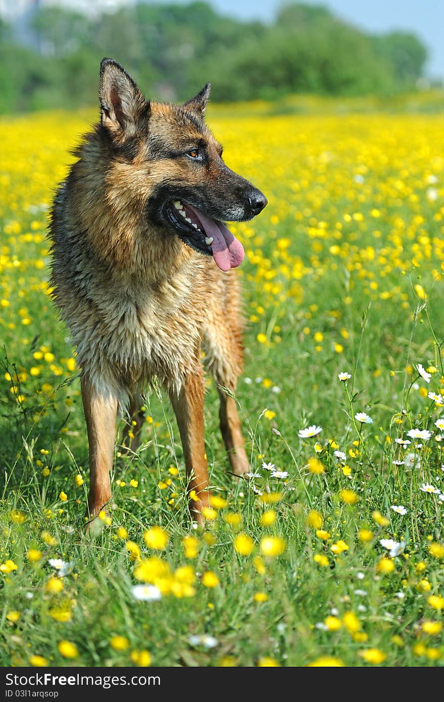 German Shepherd on a background spring colors