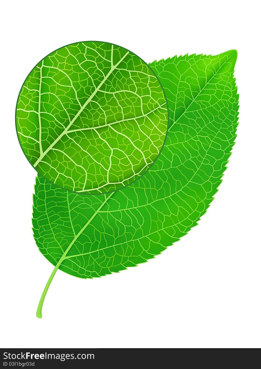 Detailed green leaf with zoom element. Vector illustration contains mesh.