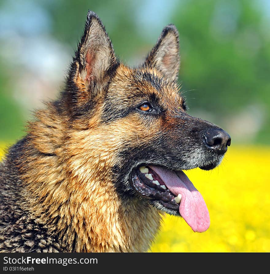 German Shepherd on a background spring colors