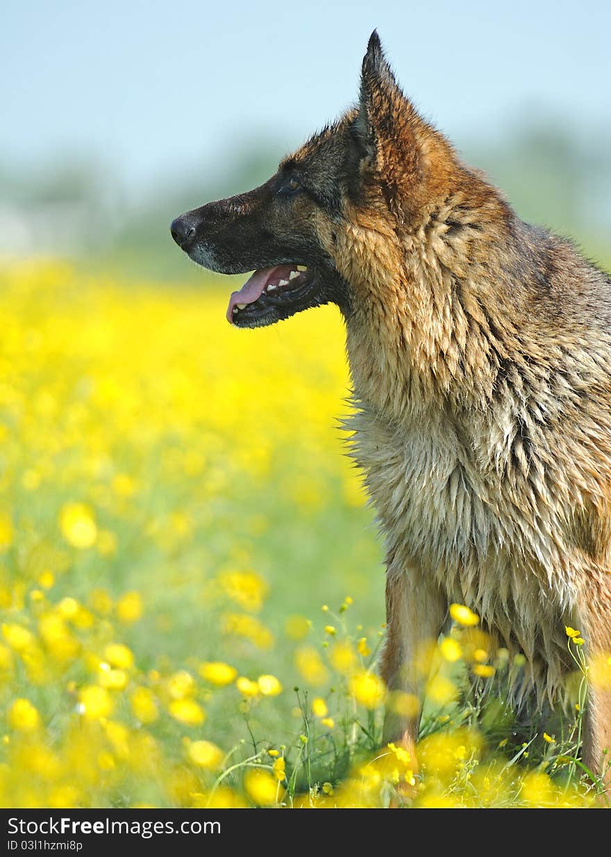 German Shepherd on a background spring colors