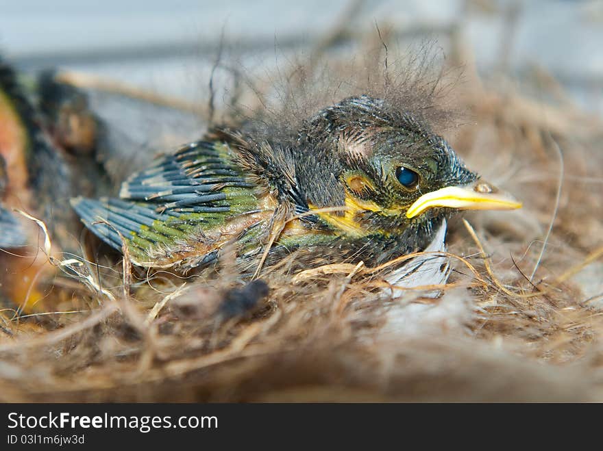 Newborn Chick In The Nest