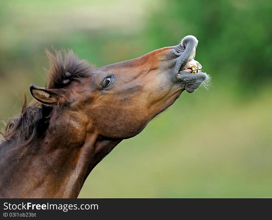 Young male of Horse on a green background