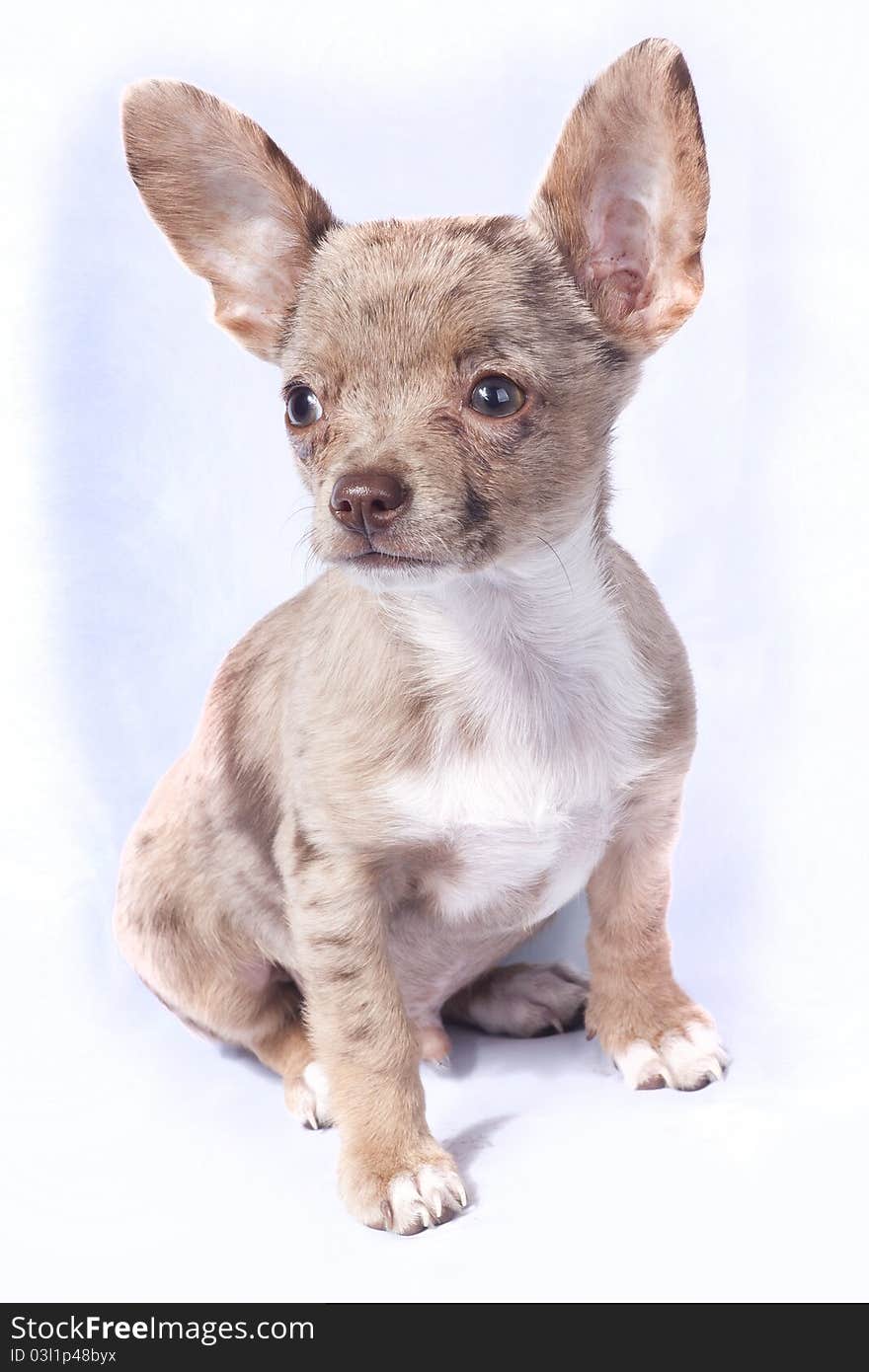 Merle chihuahua puppie dog