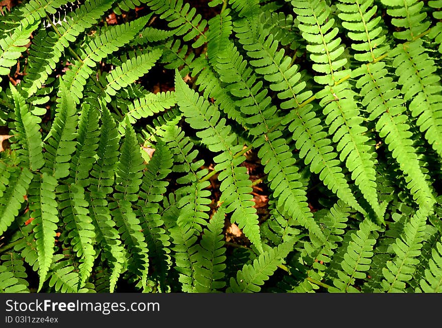 This photo is a close up of a fern. The fern is green and lush. This photo is a close up of a fern. The fern is green and lush.