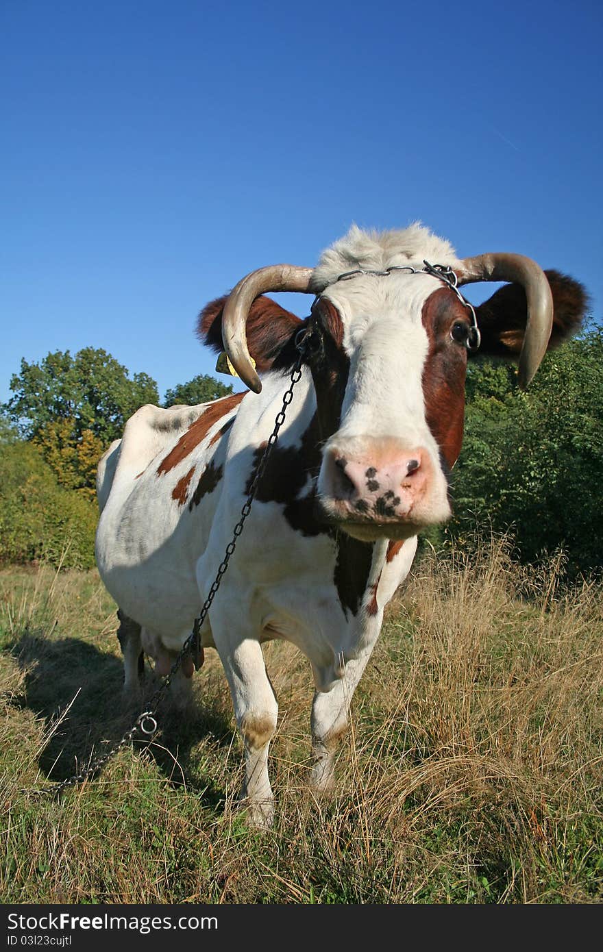 Grazing brown and white cow in pasture