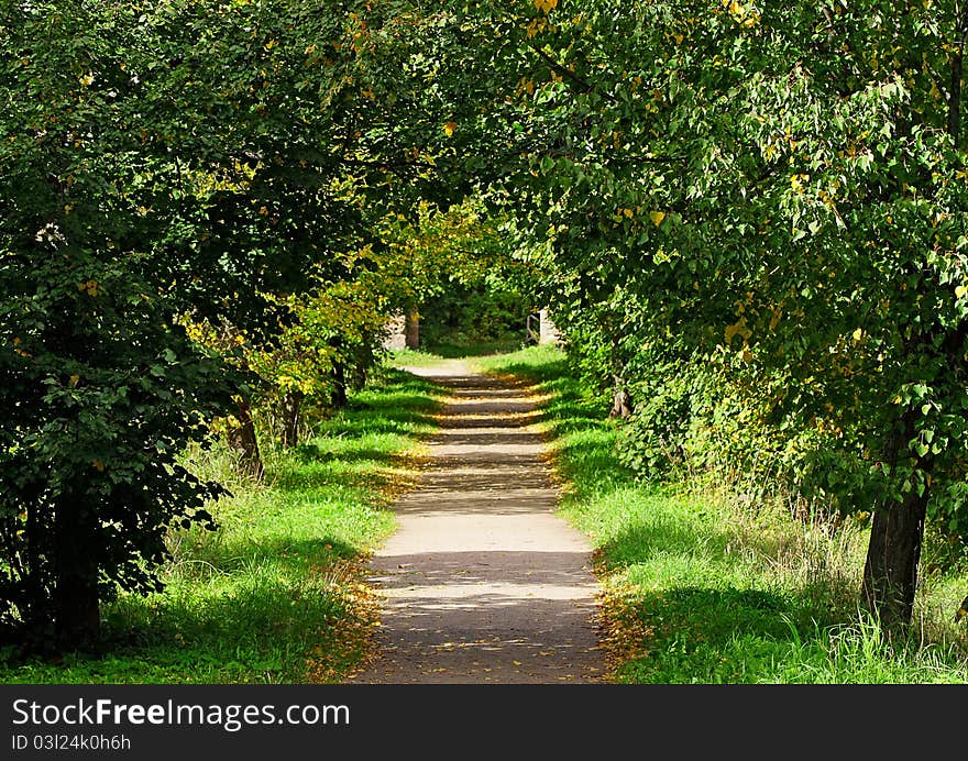 The green alley in summer.