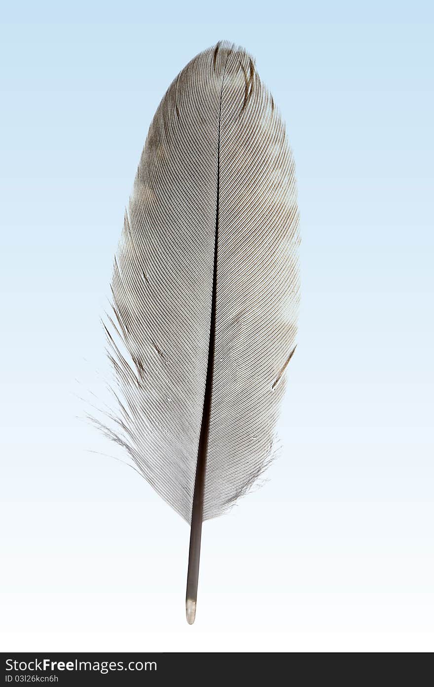 The feather of a prairie-chicken.