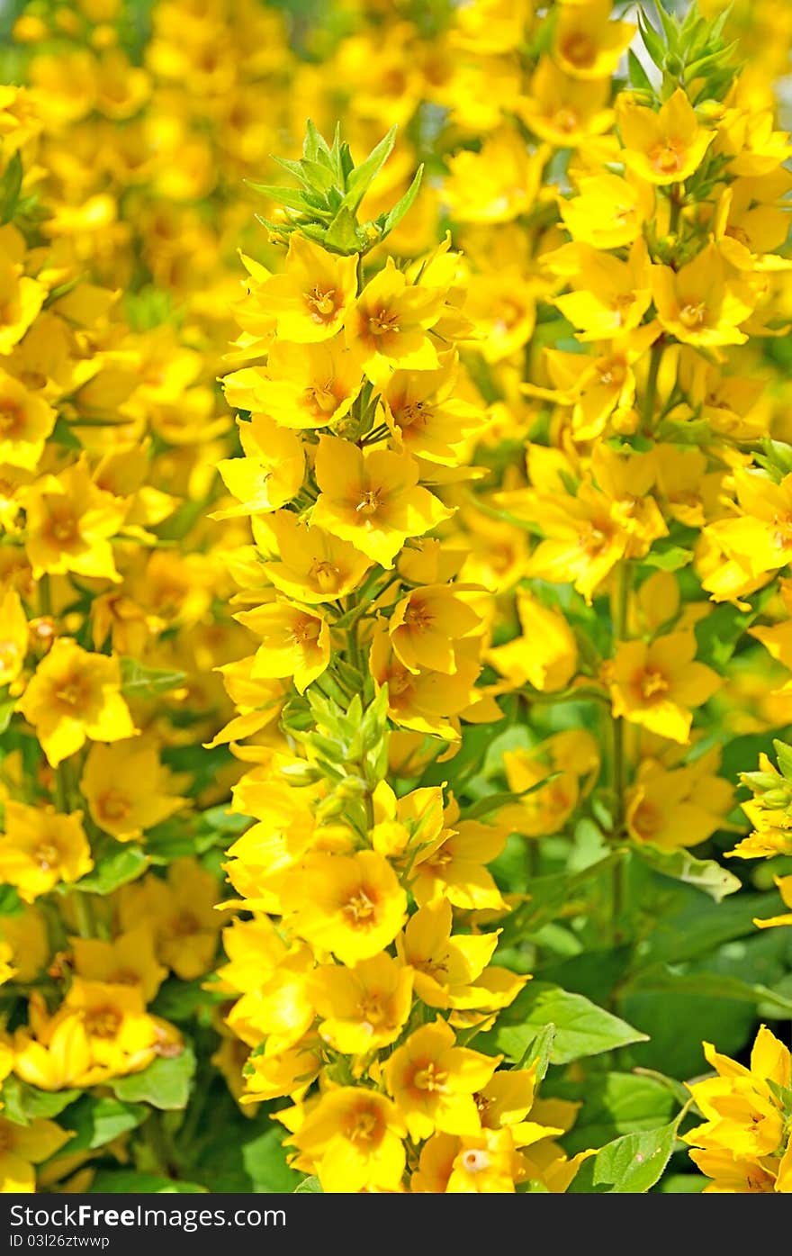 Yellow small flowers. Many flowers on a thin stem. Bright yellow flowers.