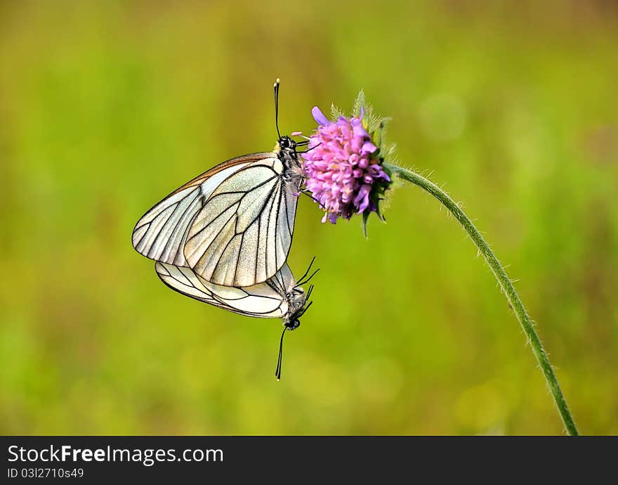 Butterfly on a flower.