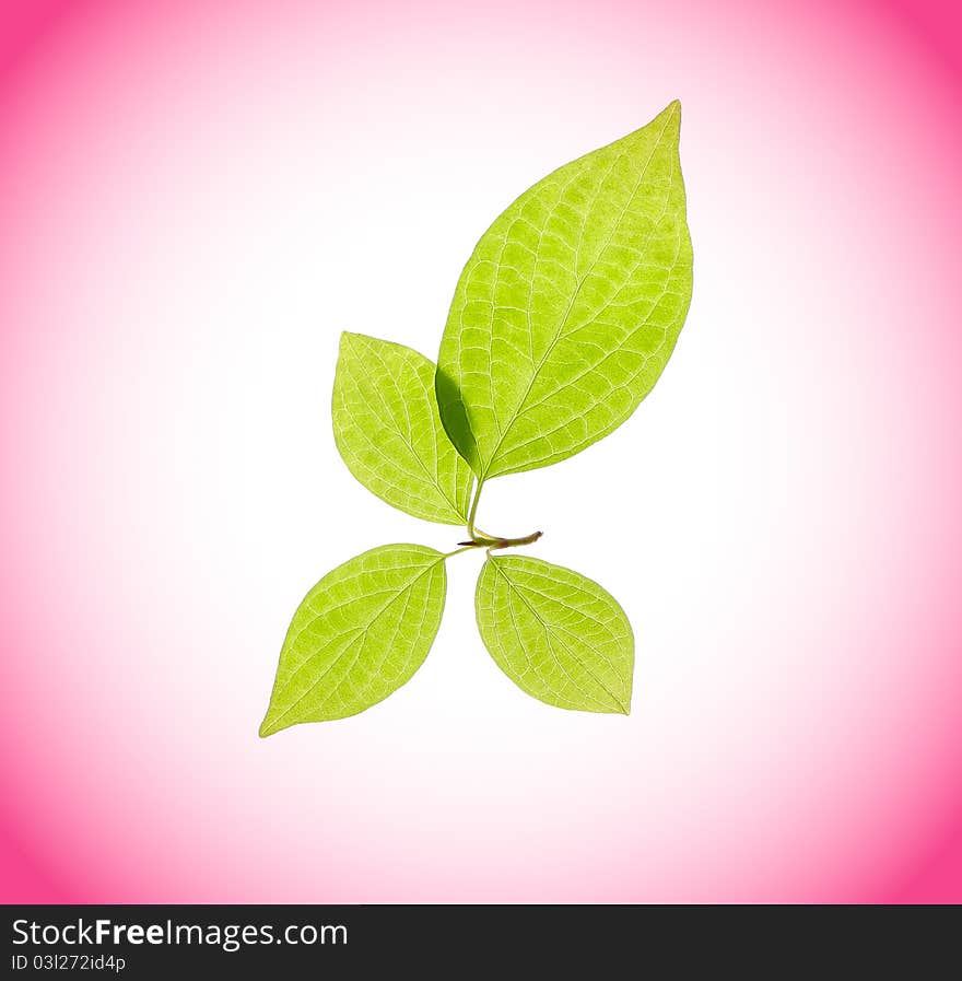 Four leaves Bird cherry on pink-white.