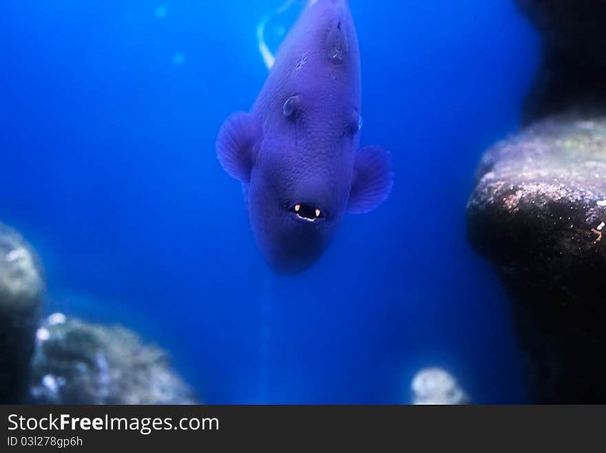 Redtooth triggerfish (Odonus niger) with open mouth.