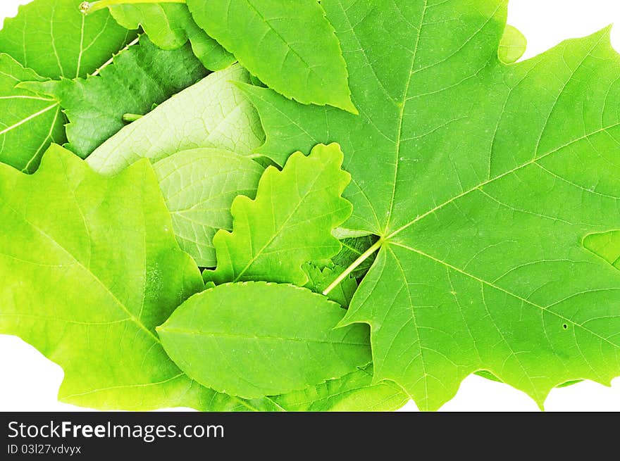 Natural leaves on white background.