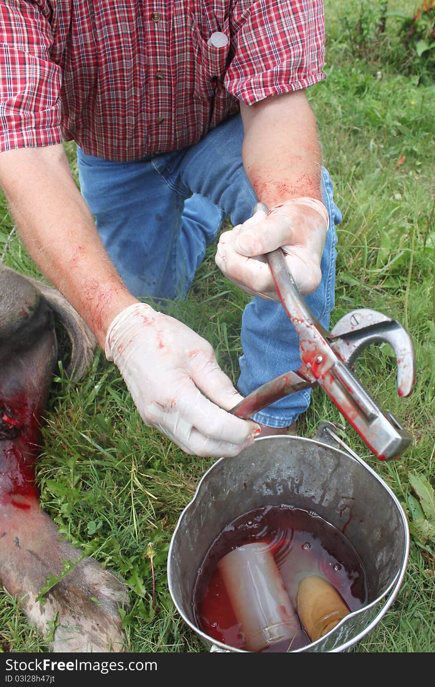 Glowed hands of the large animal veterinarian holds the tools of his trade after gelding a donkey. Glowed hands of the large animal veterinarian holds the tools of his trade after gelding a donkey.