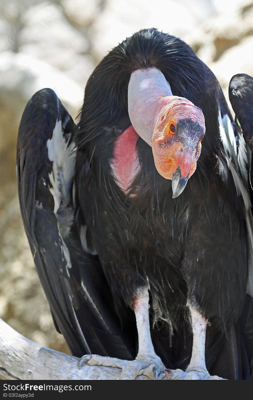 Endangered California Condor Close Up