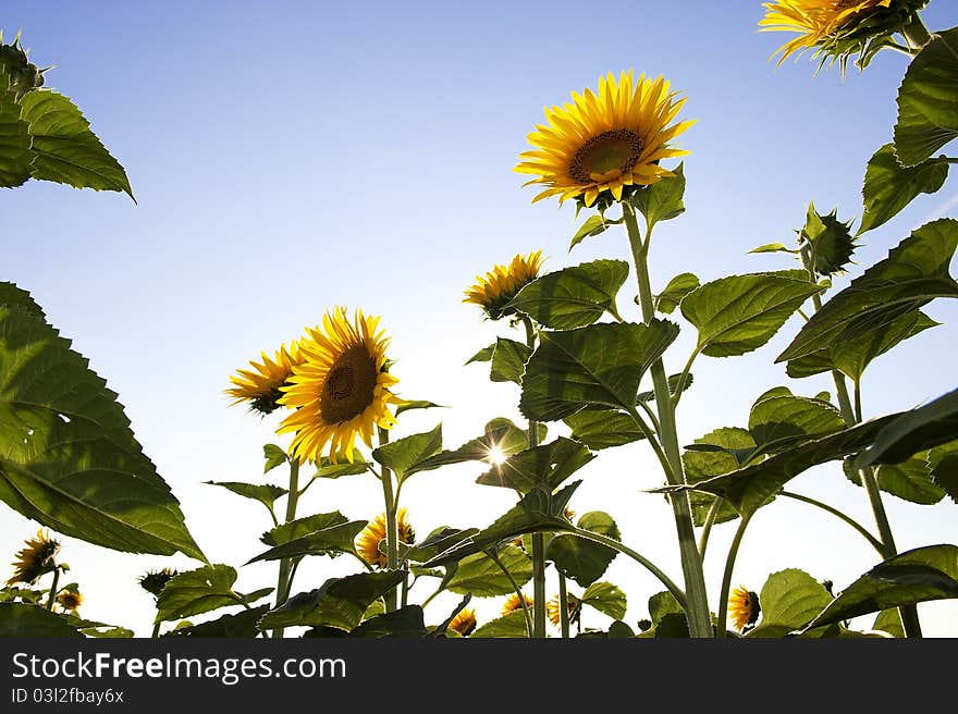 Beautiful sunflowers with sky background