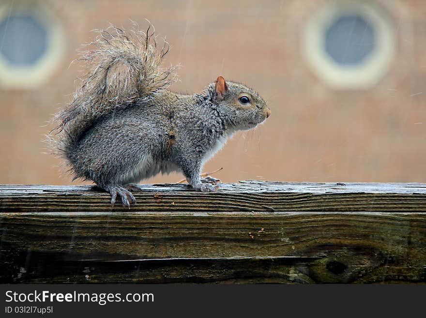 Squirrel under the rain, very funny.