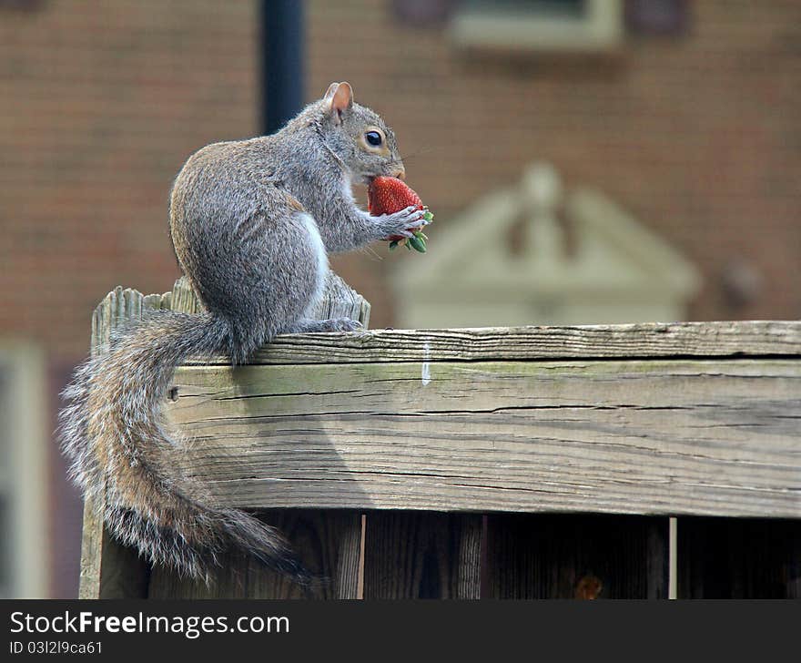 Squirrel and Strawberry