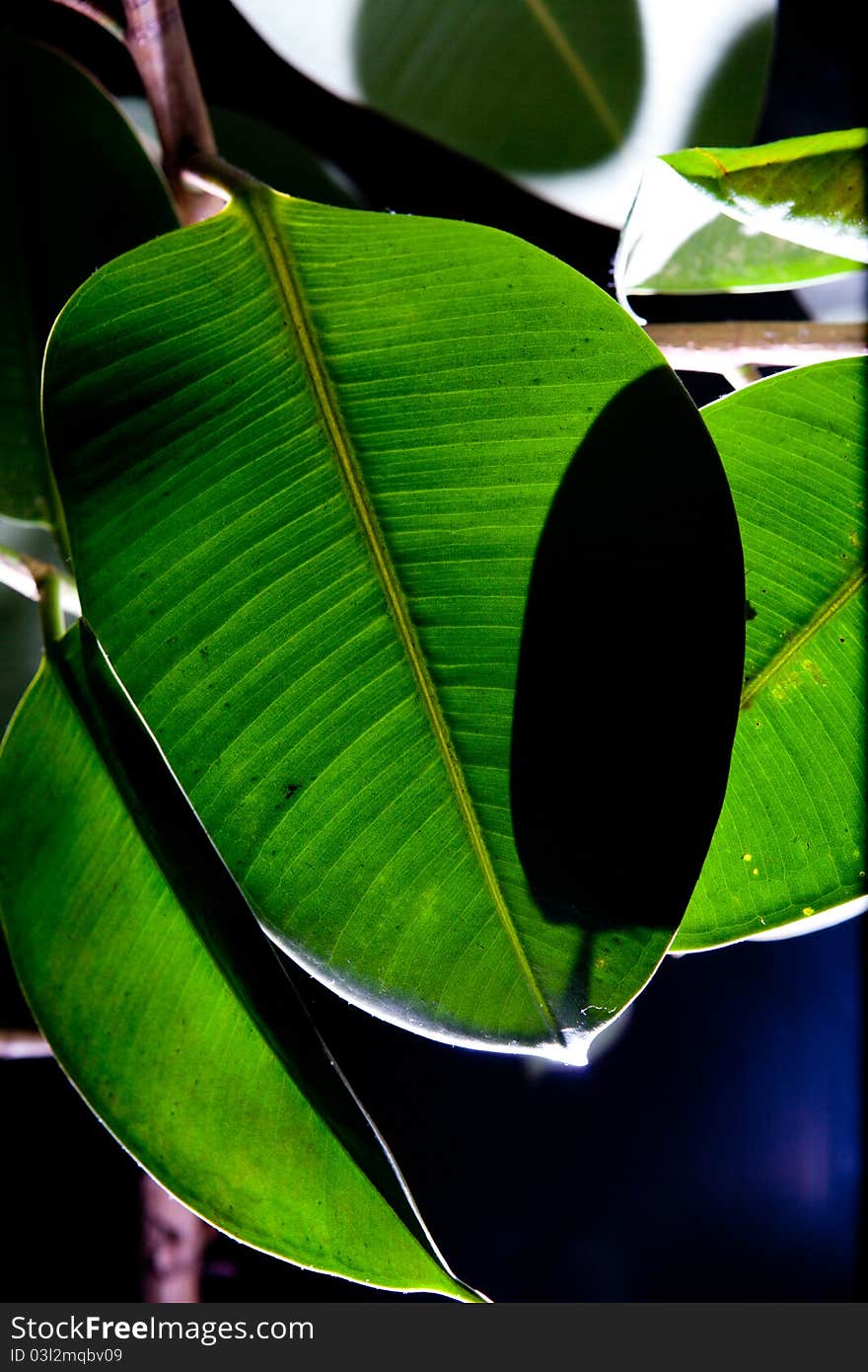 Green fresh leafs at black background. Green fresh leafs at black background