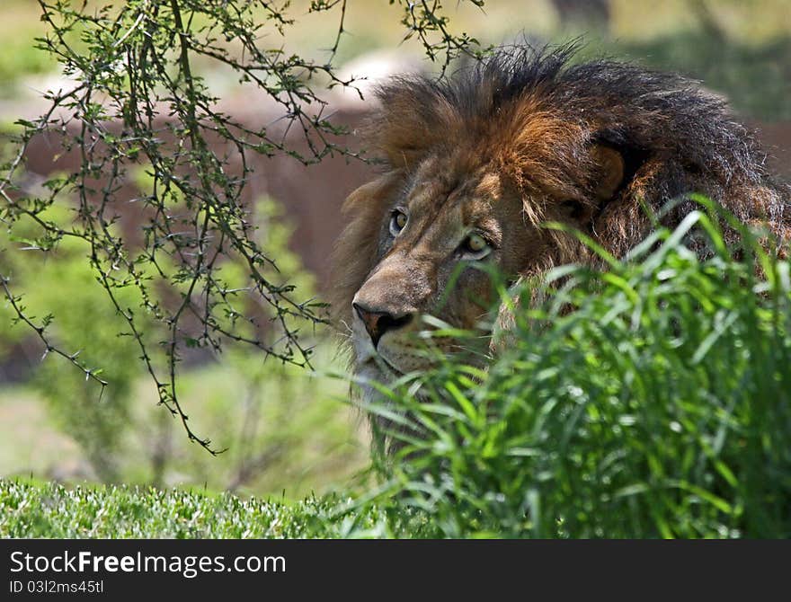 Male Lion Hiding And Camouflaged In Tall Grass