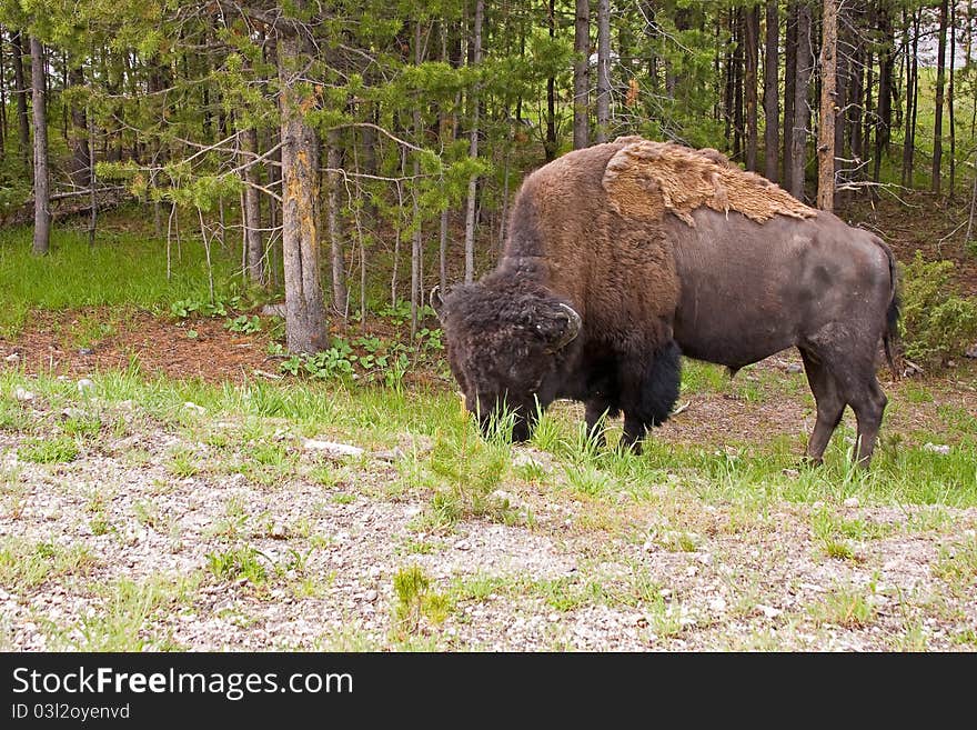 A giant buffalo eating grass in the wild. A giant buffalo eating grass in the wild.