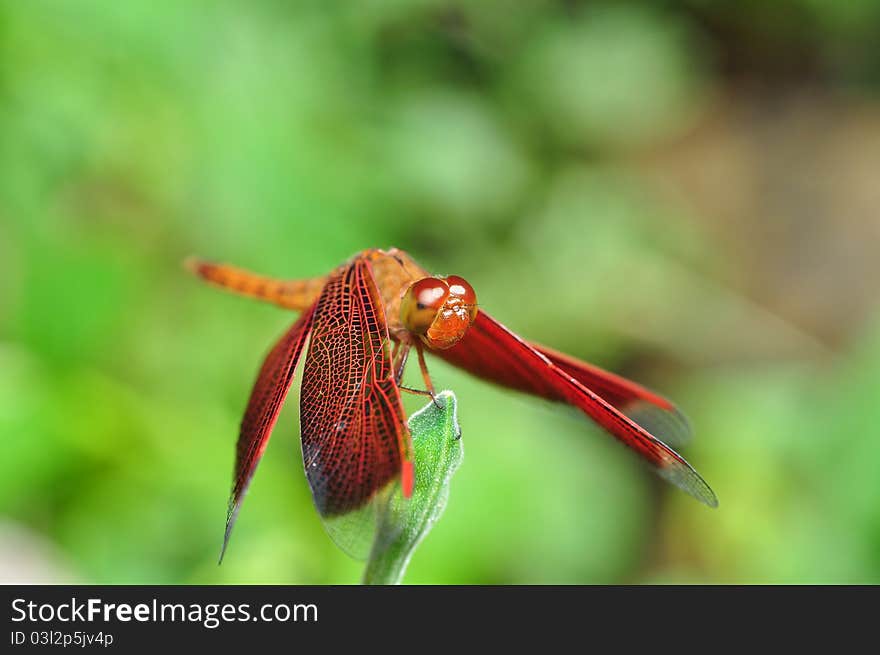 Red Dragonfly resting on a flower stalk.