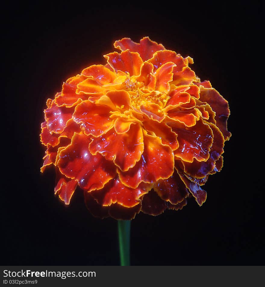 One flower on a black background with the water. One flower on a black background with the water