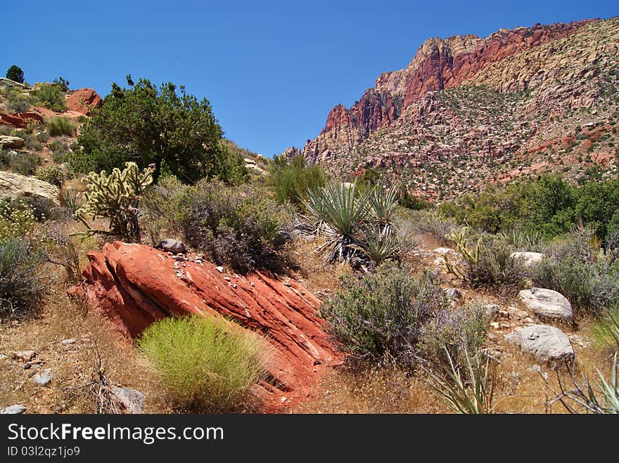 Bushes And Rocks On Hill With Wilson Cliffs