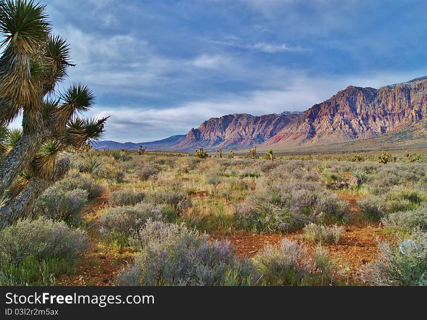 Yucca with Wilson Cliffs