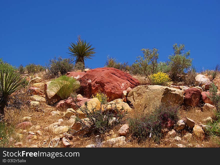 Desert Rock Garden in Red Rock Canyon