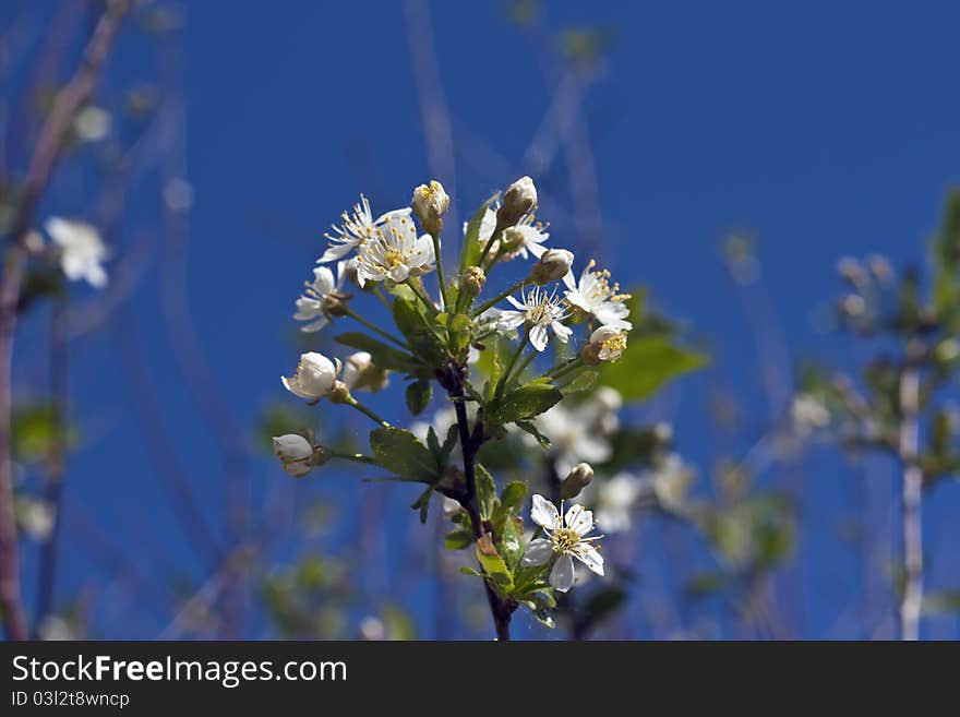 Blossoming Cherry