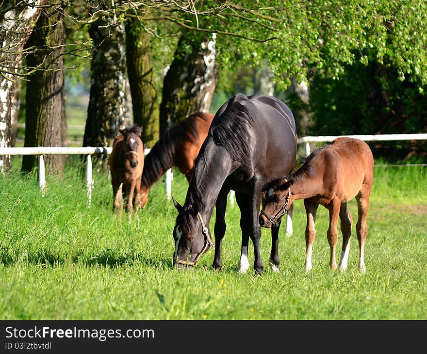 Beautiful purebred horses here from Czech republic. Beautiful purebred horses here from Czech republic.