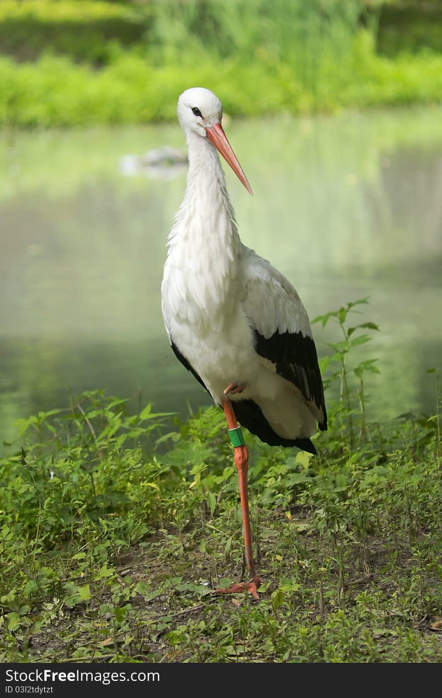 White Stork