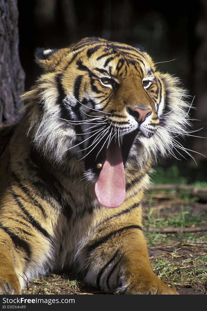 Bengal Tiger at Dubbo Zoo, Australia.