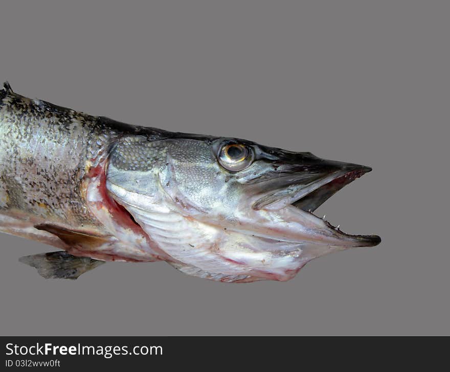 Close up view of pike head with open mouth isolated on gray background. Close up view of pike head with open mouth isolated on gray background.