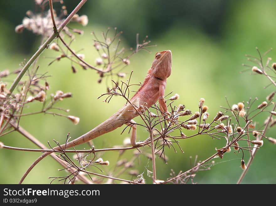 Thai Chameleon